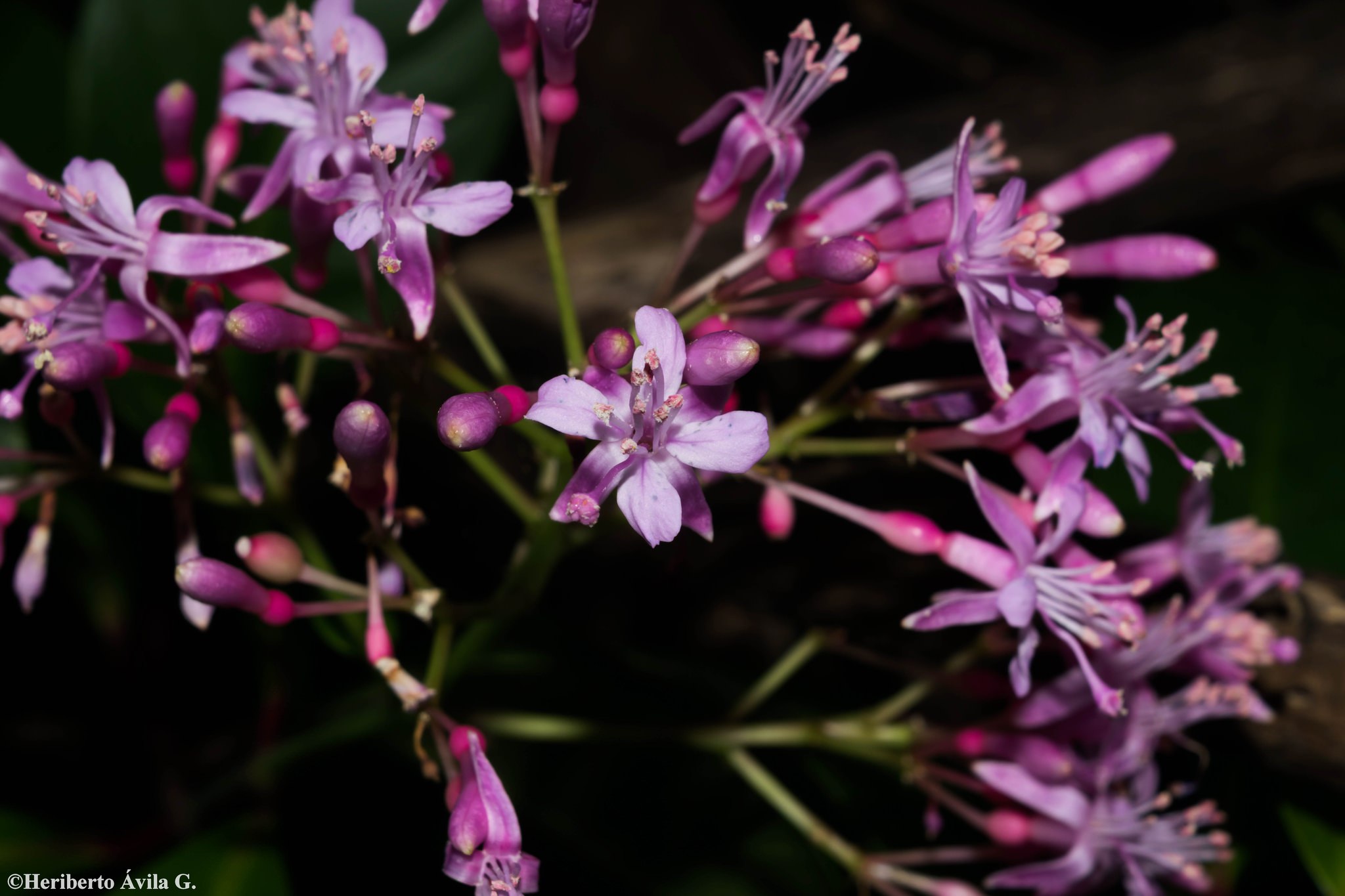 Fuchsia arborescens